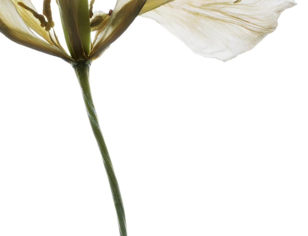 Nummer 149 Weiß (Stillleben-Fotografie einer Tulpenblume auf Weiß) (Zeitgenössisch), Photograph, von Chad Kleitsch