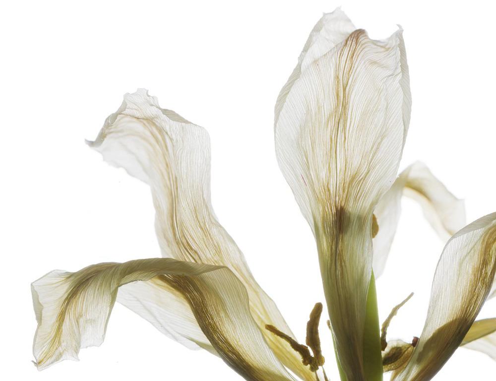 Number 149 White (Still Life Photograph of Tulip Flower on White)  For Sale 2