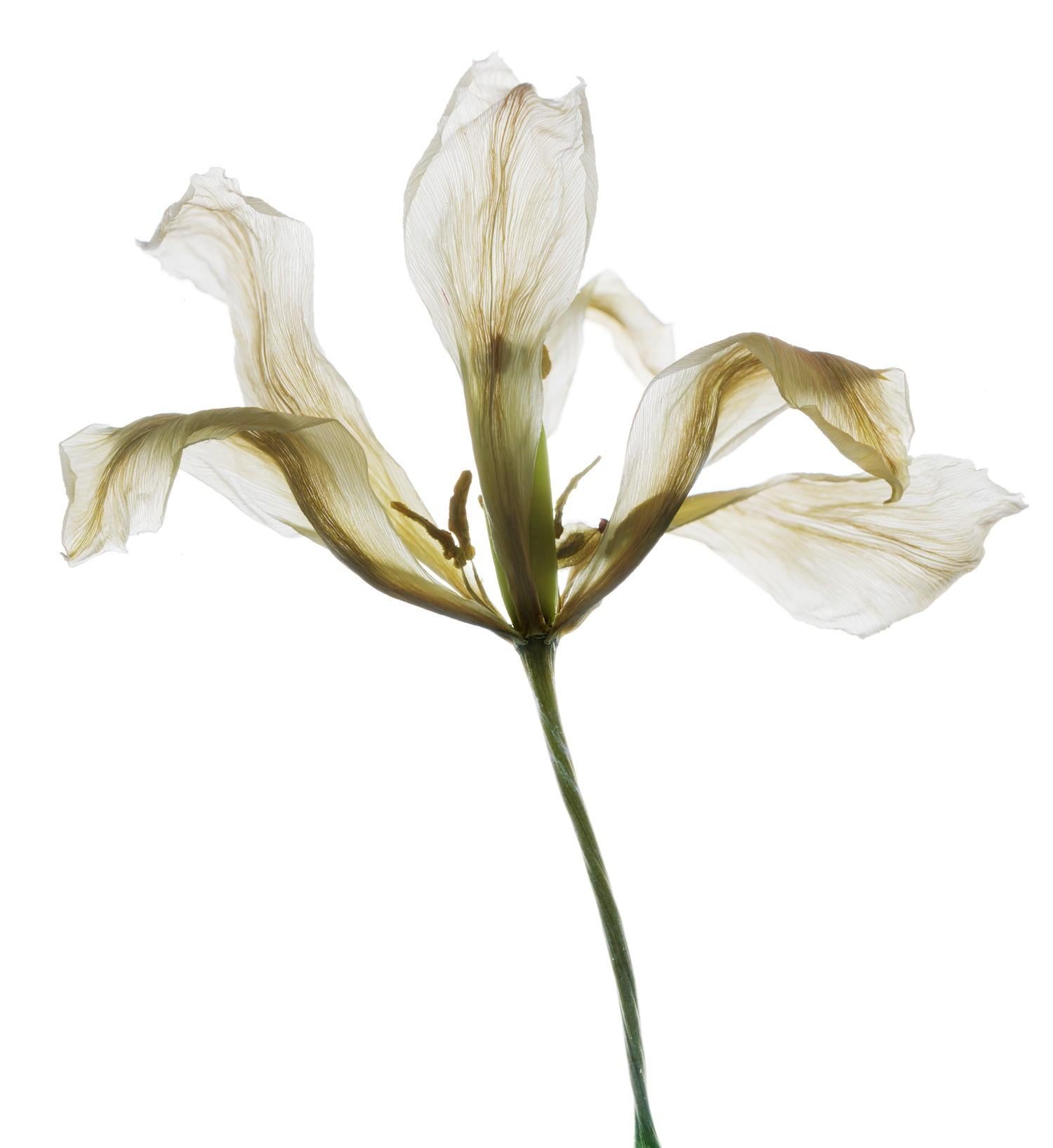 Chad Kleitsch Still-Life Photograph - Number 149 White (Still Life Photograph of Tulip Flower on White) 