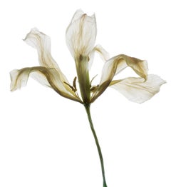 Nummer 149 Weiß (Stillleben-Fotografie einer Tulpenblume auf Weiß) 
