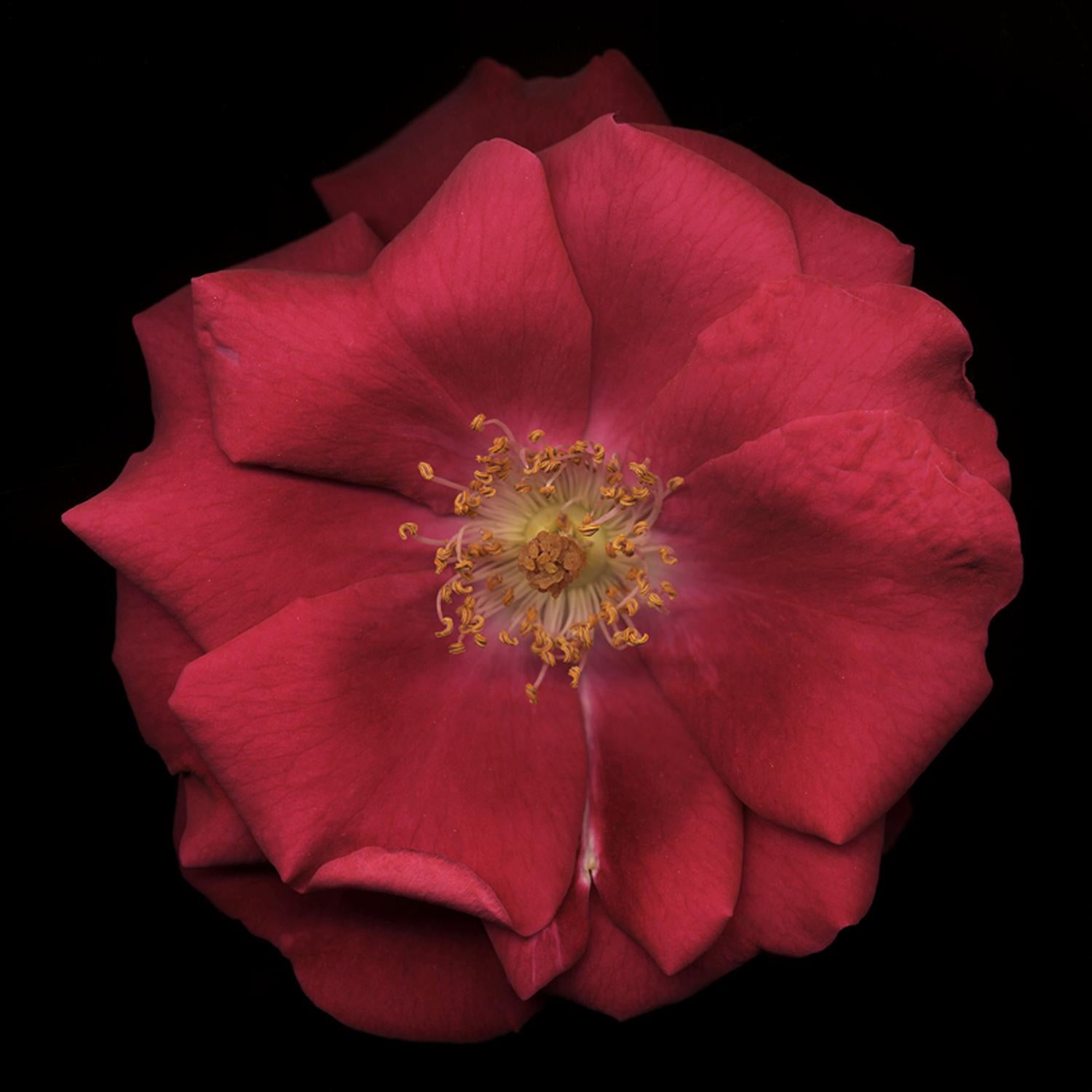 Chad Kleitsch Color Photograph - Untitled Flower # 05 (30" x 30")