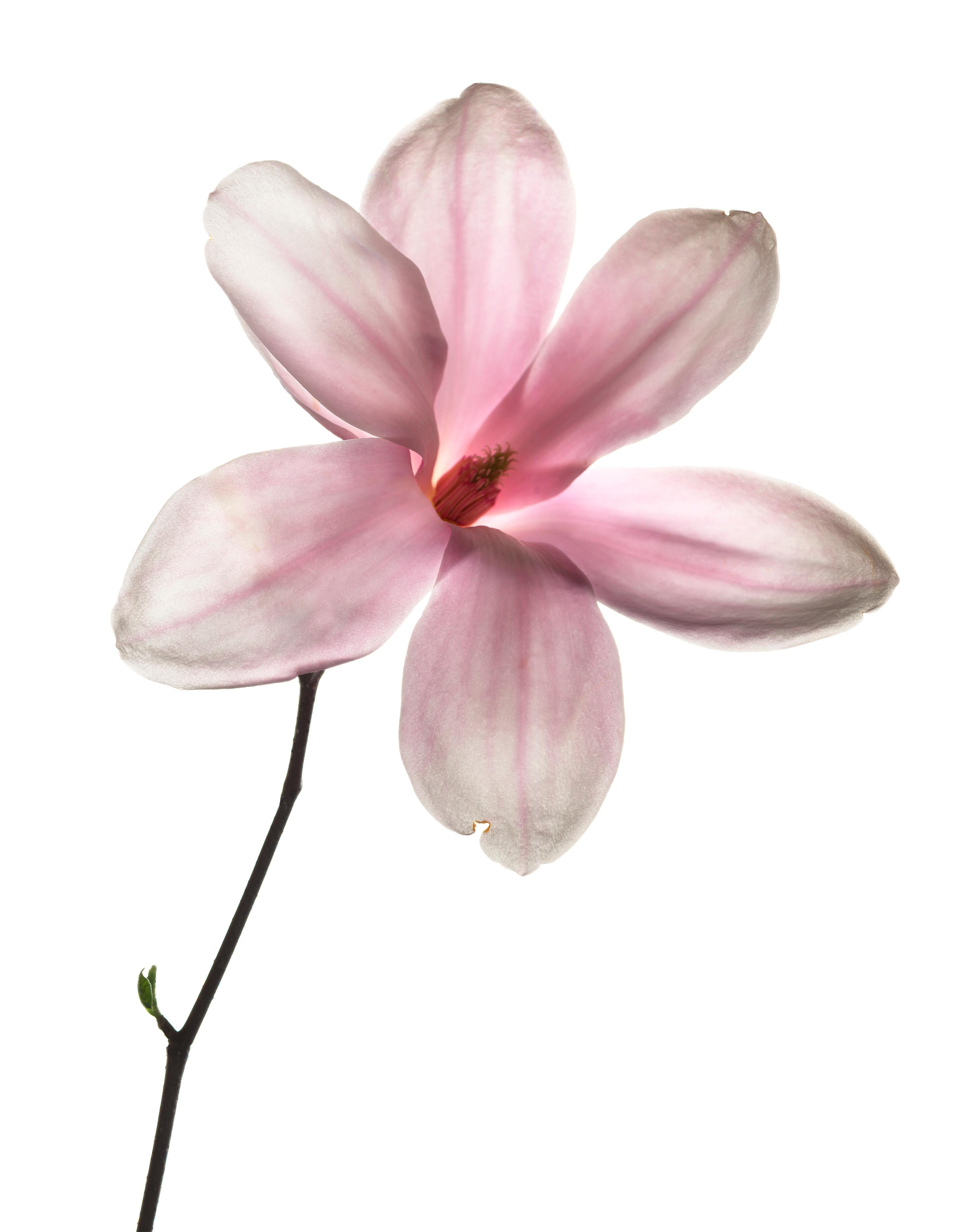 Chad Kleitsch Figurative Photograph - Untitled Flower # 113 (20" x 24")