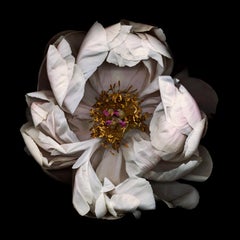 Untitled Flower # 13 (11" x 14")