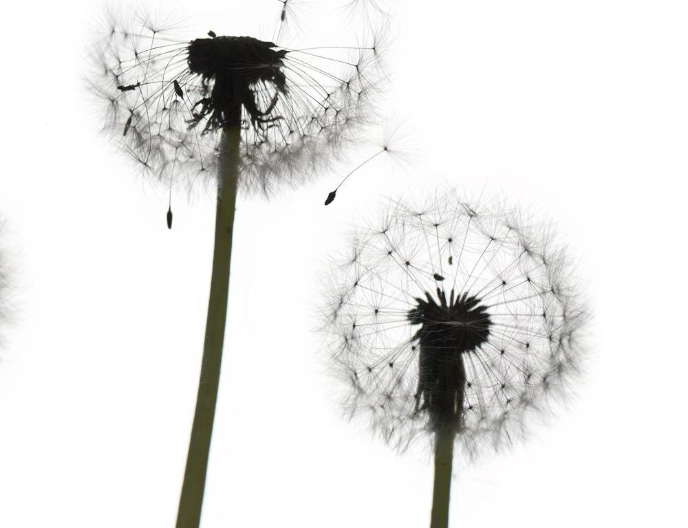 chad dandelion