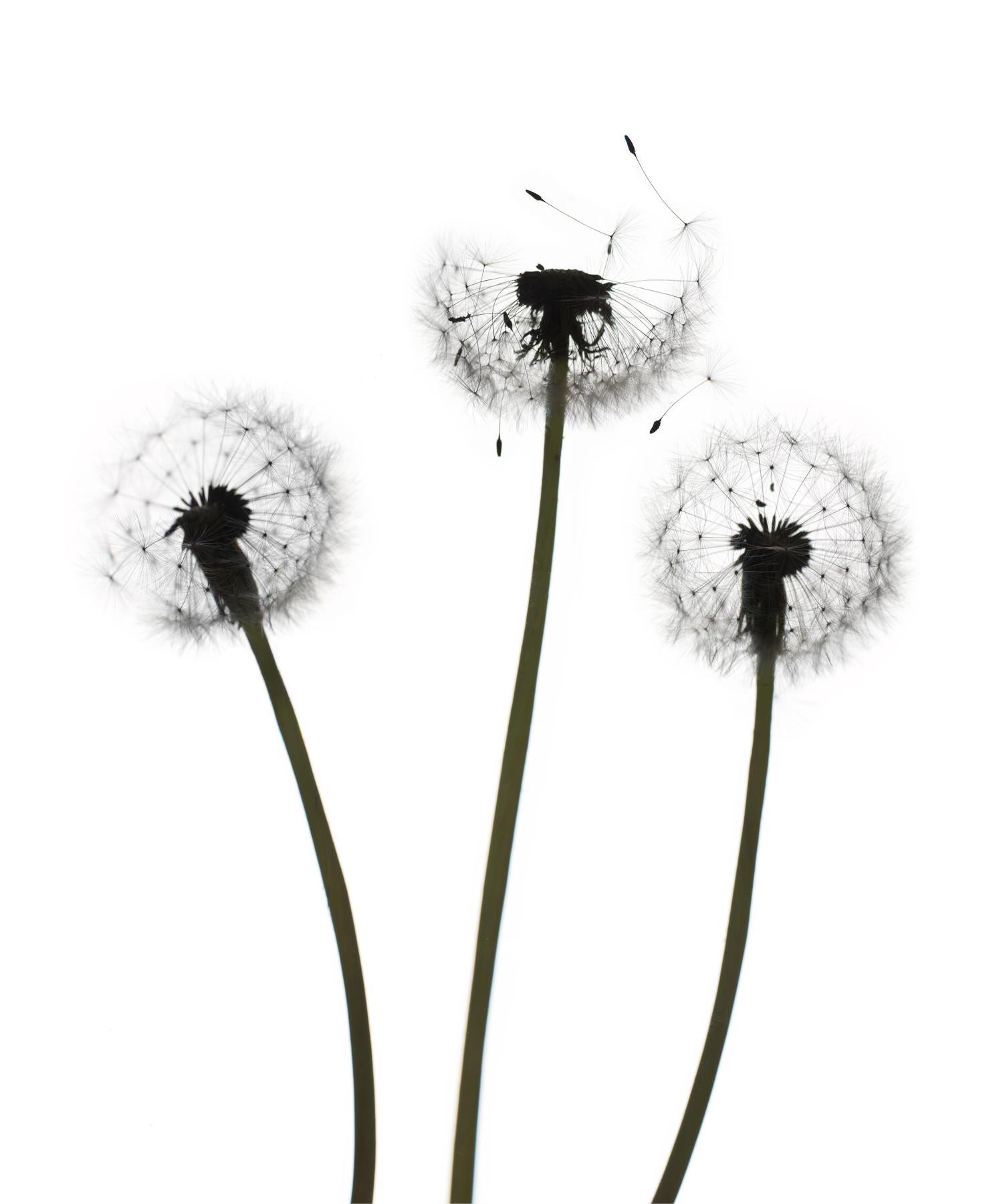 Fleur 147 sans titre (blanc) : photographie de nature morte de fleurs de dandelion sur blanc