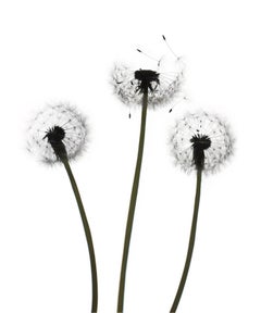 Untitled Flower 147 (White): Still Life Photograph of Dandelion Flowers on White