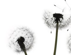Senza titolo - Fiore 147 (bianco): Fotografia di natura morta di un trio di denti di leone