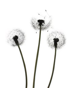 Sans titre - Fleur 147 (blanc) - Photographie de nature morte de la Trio Dandelion