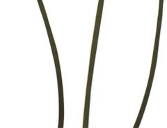 Untitled- Flower 147 (White): Still Life Photograph of Dandelions on White