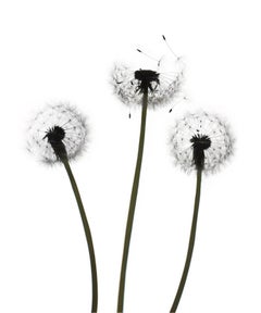 Sin título- Flor 147 (Blanco): Fotografía de naturaleza muerta de dientes de león sobre blanco