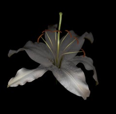 Untitled Flower # 15 (11" x 14")