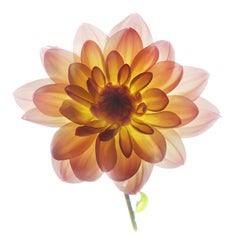 Untitled Flower # 154 (11" x 14")