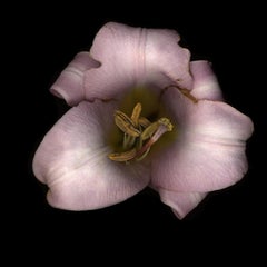 Untitled Flower # 16 (11" x 14")
