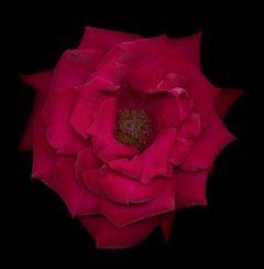 Untitled Flower # 17 (11" x 14")