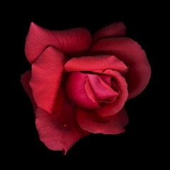 Untitled Flower # 19 (30" x 30")