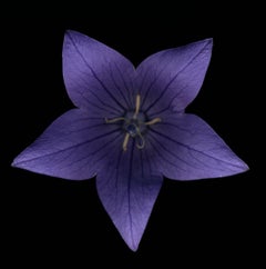 Untitled Flower # 20 (40" x 40")