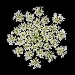 Untitled Flower # 22 (48" x 48")