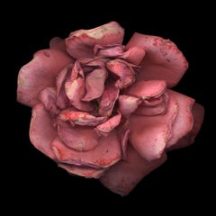 Untitled Flower # 24 (20" x 24")
