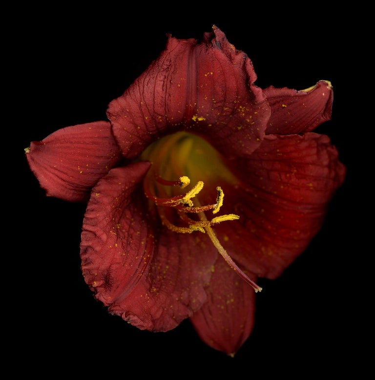 Chad Kleitsch Color Photograph - Untitled Flower # 26