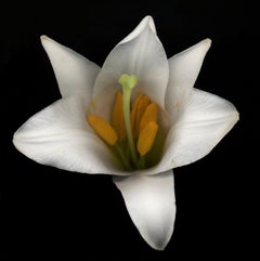 Untitled Flower # 28 (20" x 24")