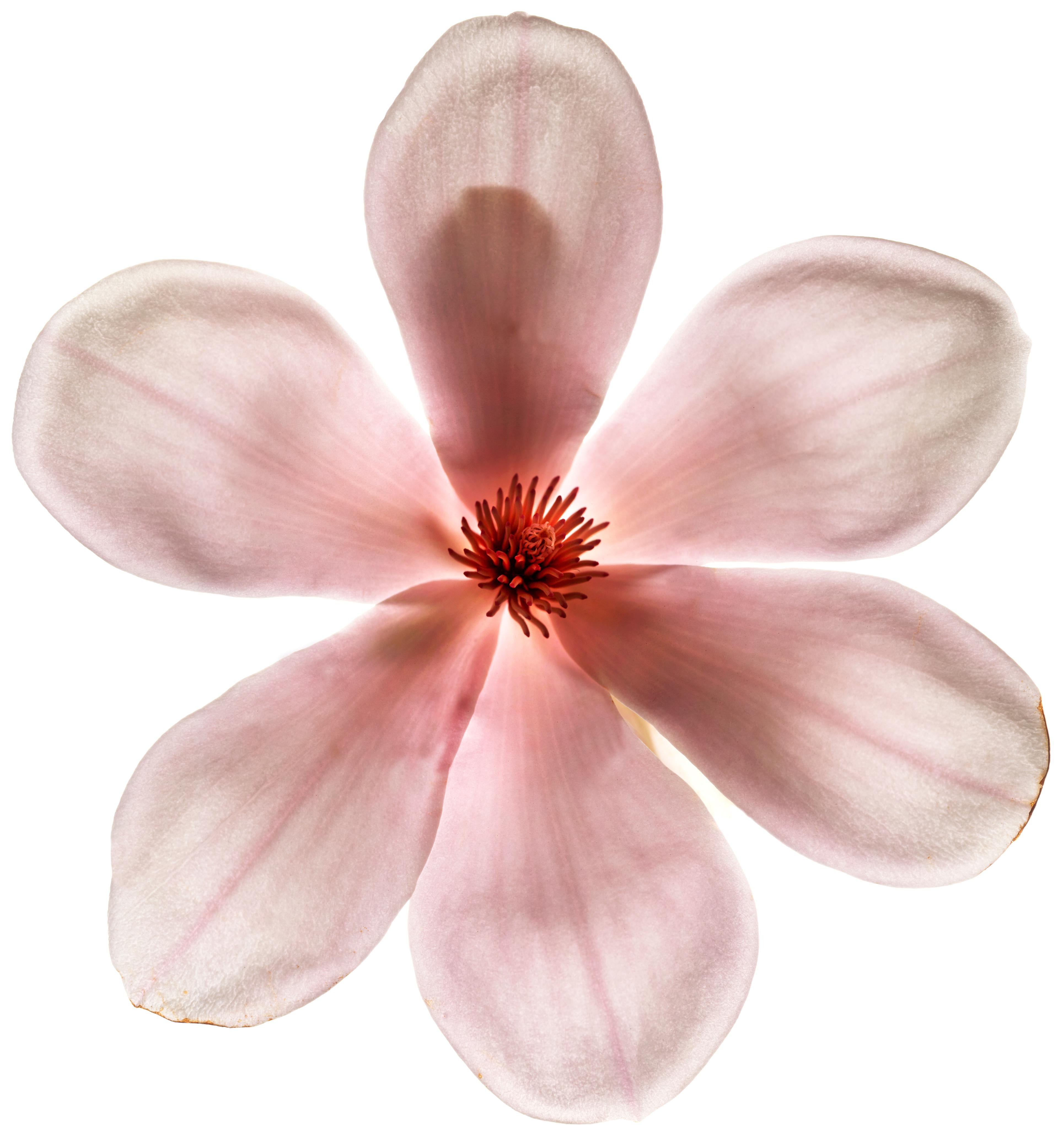 Chad Kleitsch Color Photograph - Untitled Flower # 49 (20" x 24")