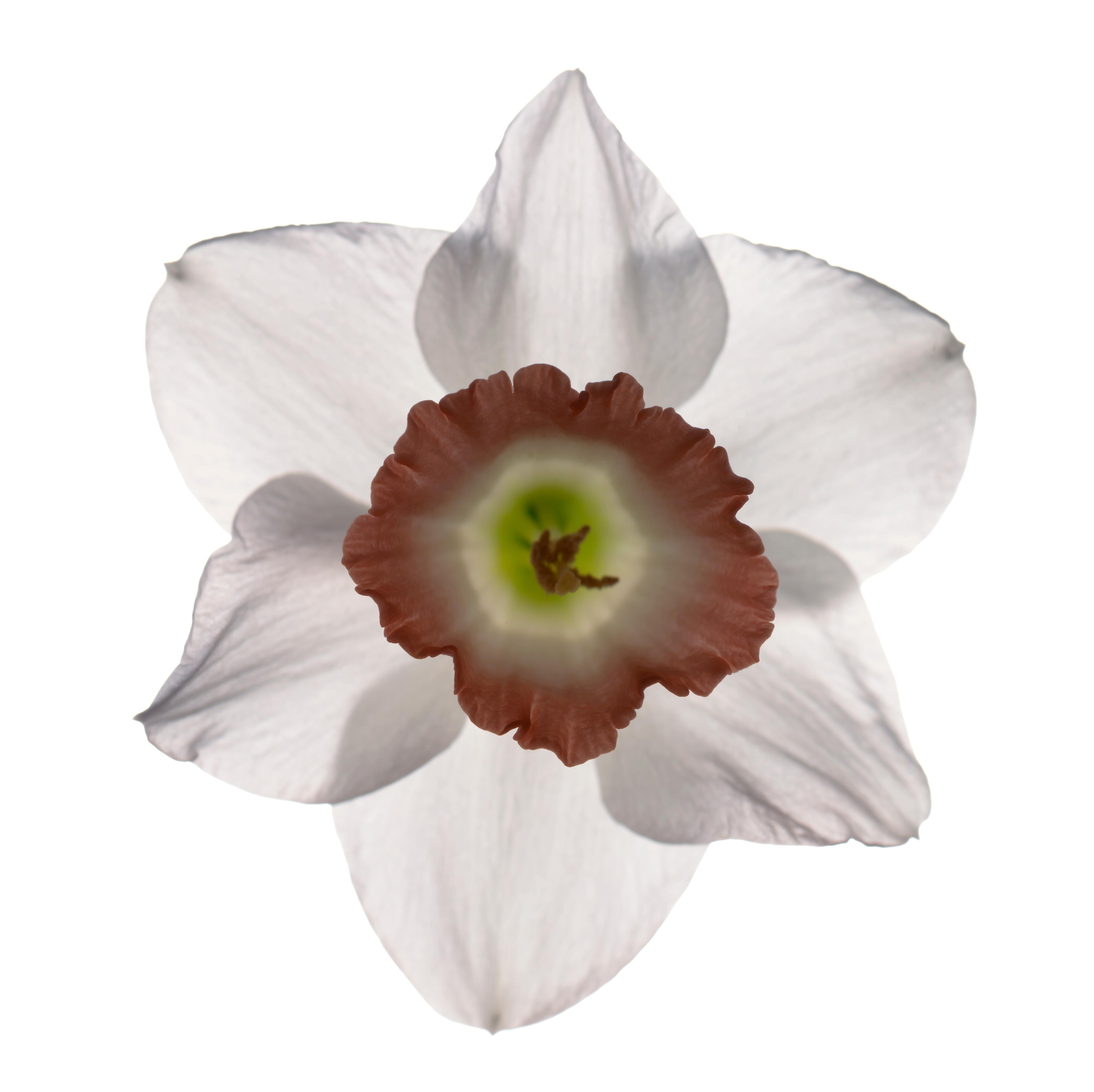 Chad Kleitsch Figurative Photograph - Untitled Flower # 52 (60" x 60")