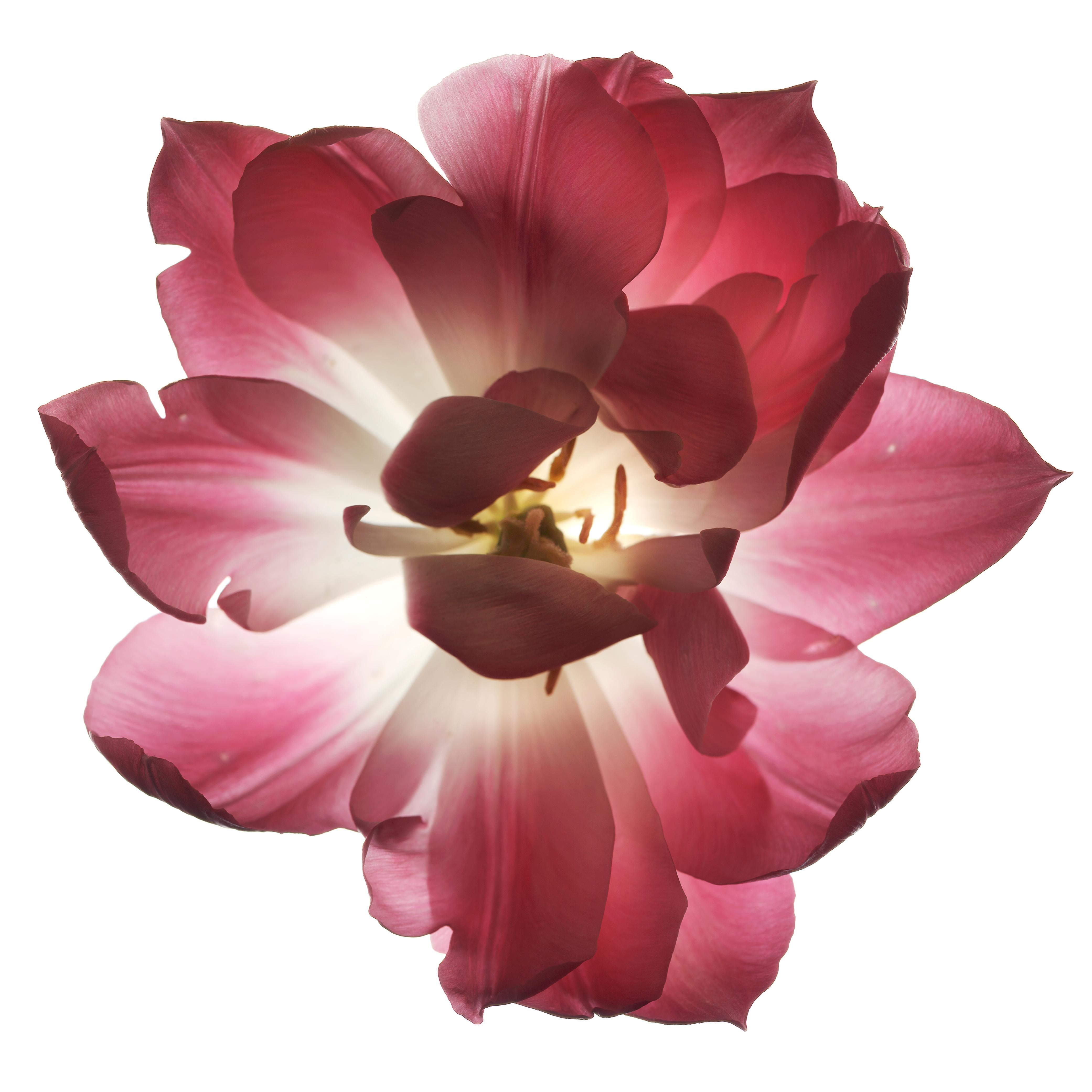 Chad Kleitsch Color Photograph - Untitled Flower # 60 (48" x 48")