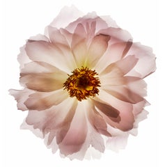 Untitled Flower # 72 (48" x 60")