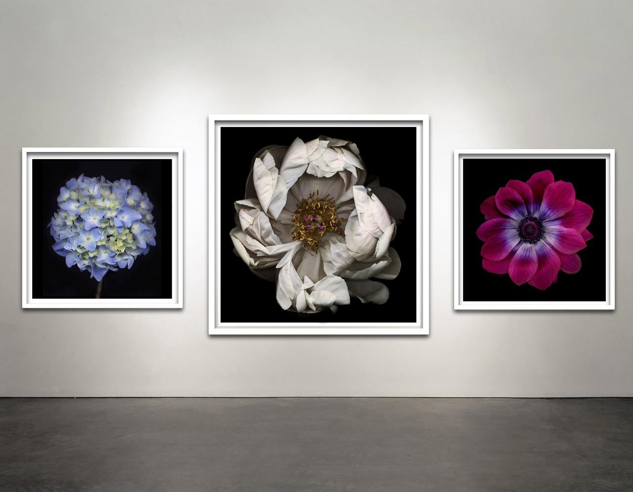 Untitled Number 30, Black Series (Zeitgenössische Fotografie einer weißen Blume auf schwarzem Hintergrund) von Chad Kleitsch
30 x 30 Zoll ungerahmt
Einrahmung verfügbar:  ca. 33 x 33 x 1,5 Zoll, gerahmt in weißem Metallrahmen

Alle Editionen werden