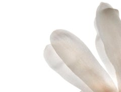 Sin título- Número 74: Fotografía de bodegón de flor blanca y centro rosa anaranjado