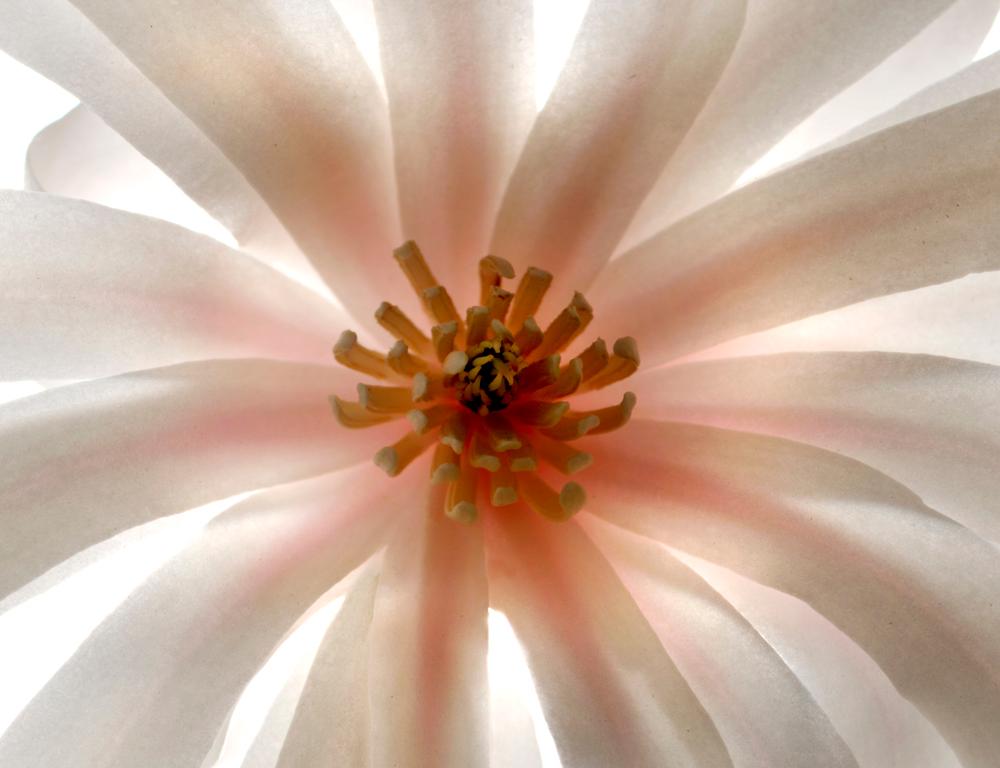 Sans titre - Numéro 74 : Photographie de nature morte de fleur blanche et centre orange rose - Beige Still-Life Photograph par Chad Kleitsch