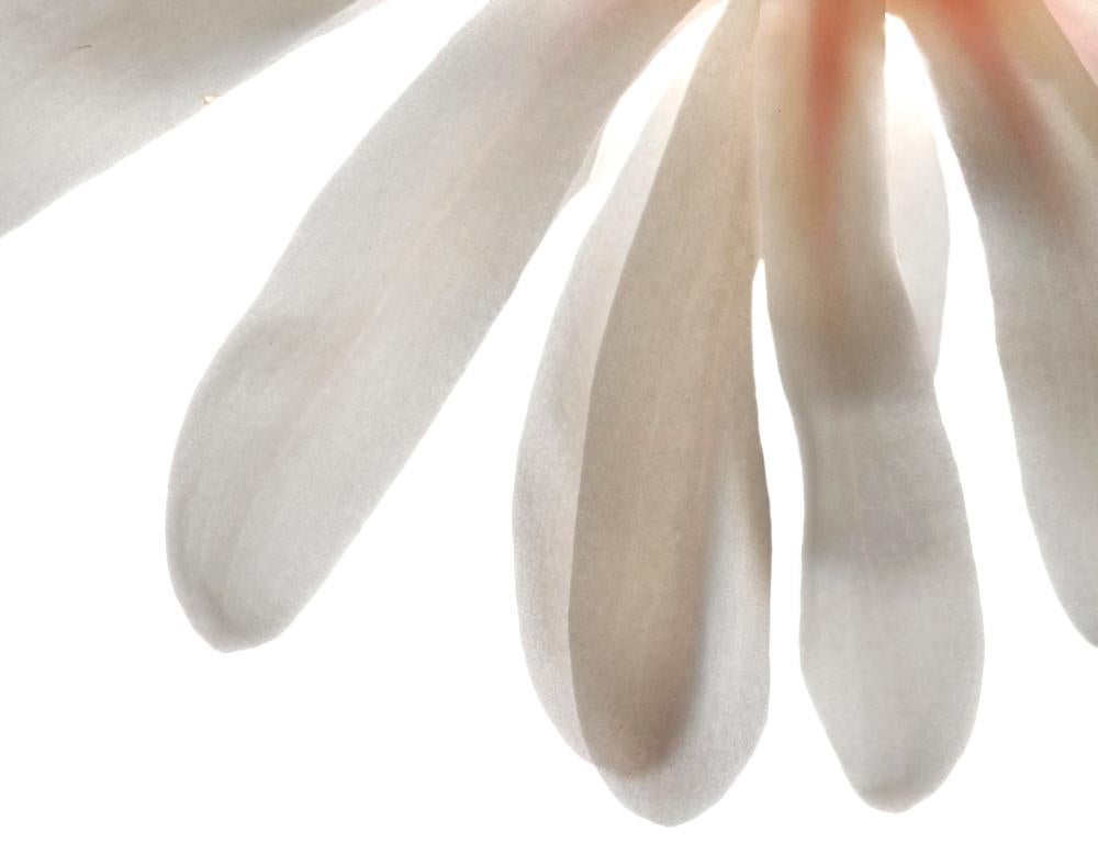 Photographie contemporaine d'une nature morte d'une fleur blanche avec un centre rose clair et orange
Sans titre - Numéro 74 (blanc) par Chad Kleitsch
Impression pigmentaire d'archives sur papier photo chiffon mat Hahnemuhle
10 x 10 pouces (format