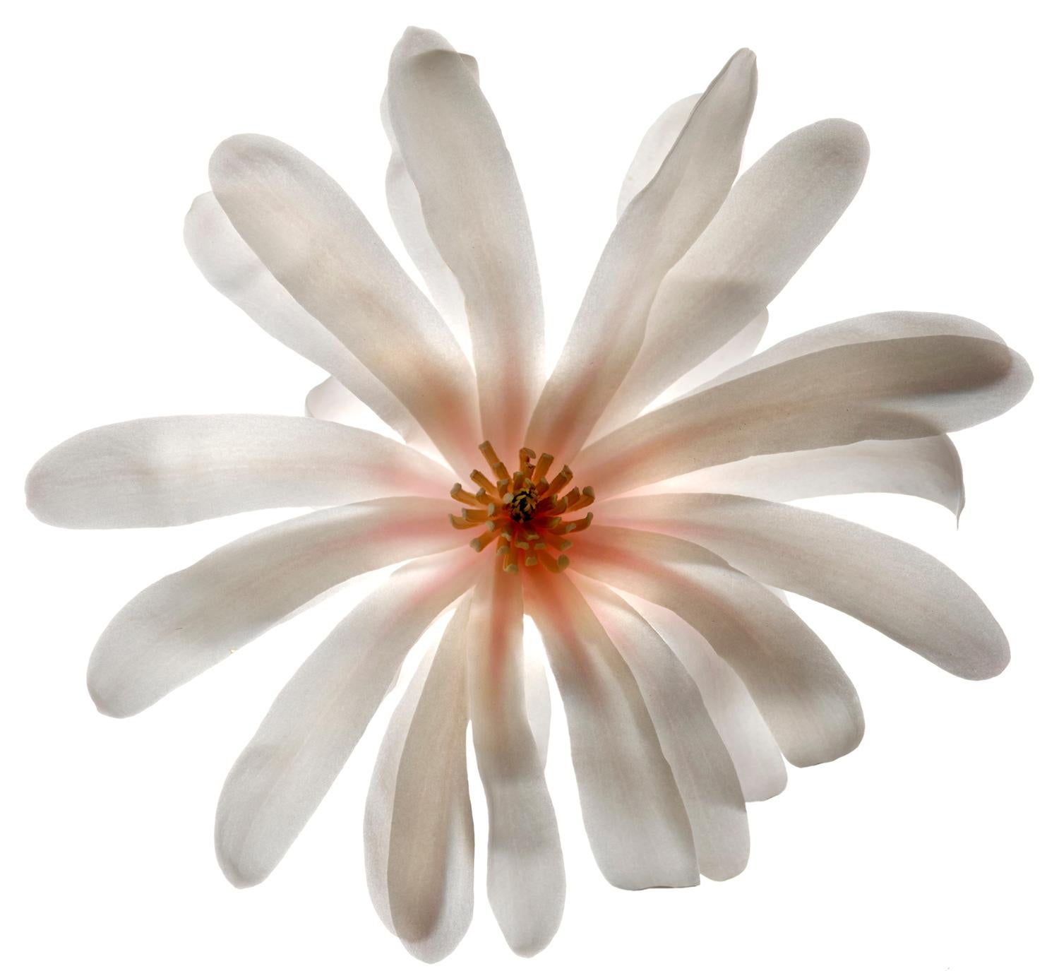 Ohne Titel - Nummer 74: Stillleben-Fotografie einer weißen Blume und einer rosafarbenen orangefarbenen Mitte