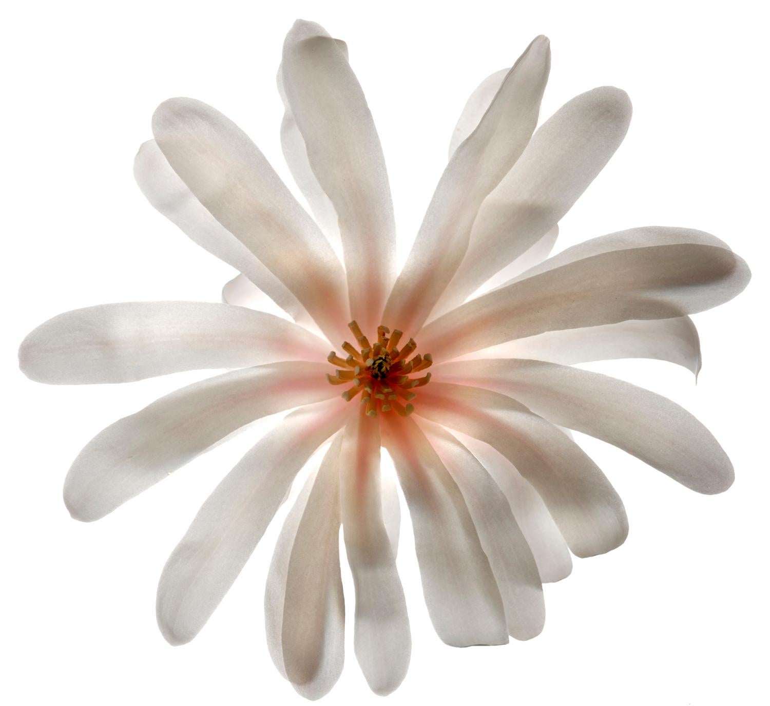 Chad Kleitsch Still-Life Photograph - Untitled- Number 74: Still Life Photograph of White Flower & Pink Orange Center