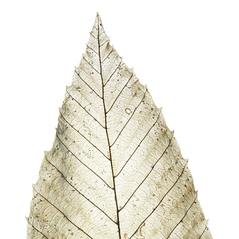 Untitled (Weathered Leaf) 78: Still Life Photograph of Light Green Leaf on White - Beige Still-Life Photograph by Chad Kleitsch