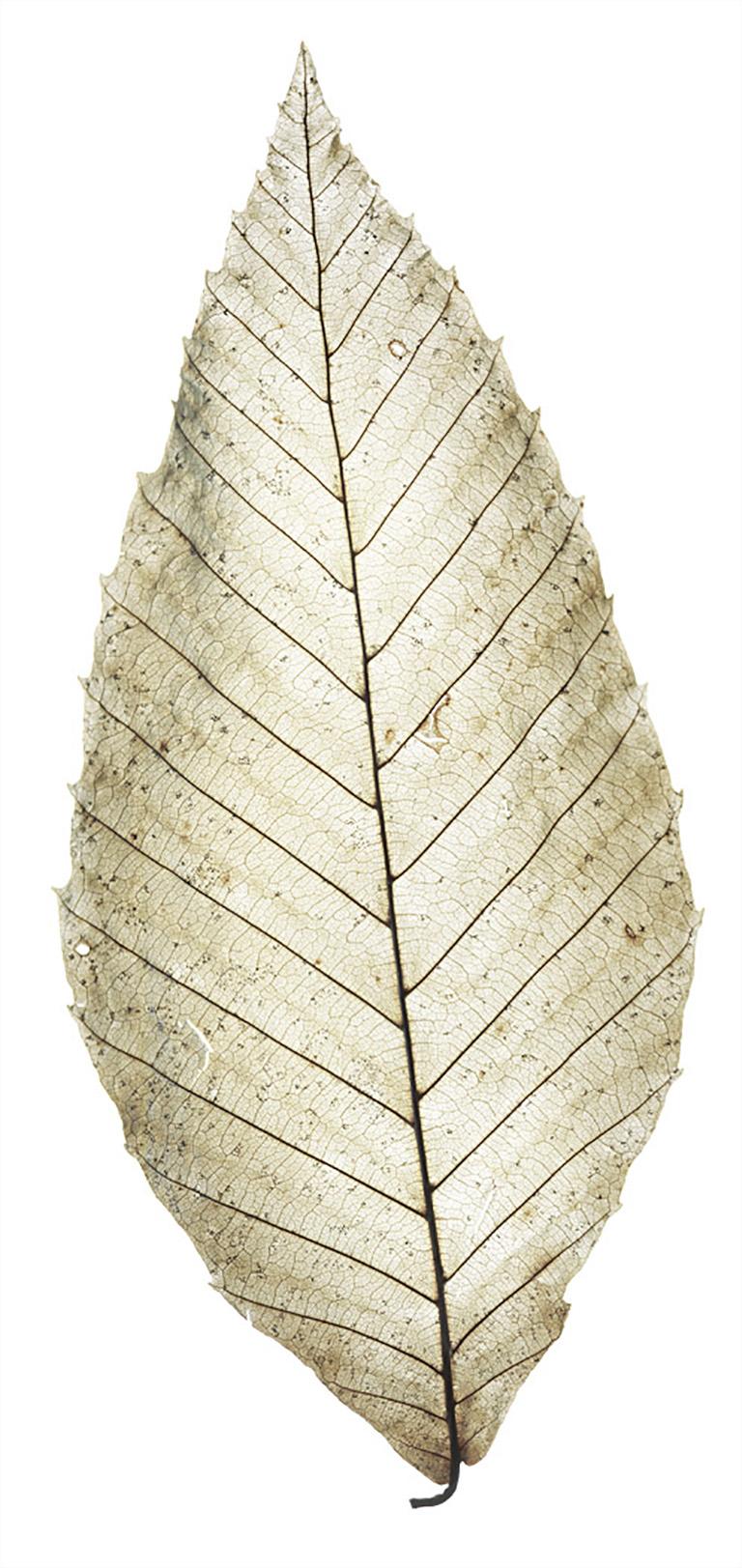 Chad Kleitsch Still-Life Photograph - Untitled (Weathered Leaf) 78: Still Life Photograph of Light Green Leaf on White