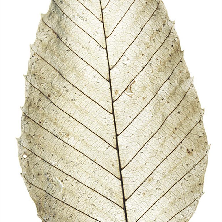 Weathered Leaf #78: Natura morta fotografia di scansione a colori di una foglia verticale - Photograph di Chad Kleitsch