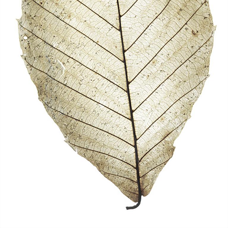 chad leaf