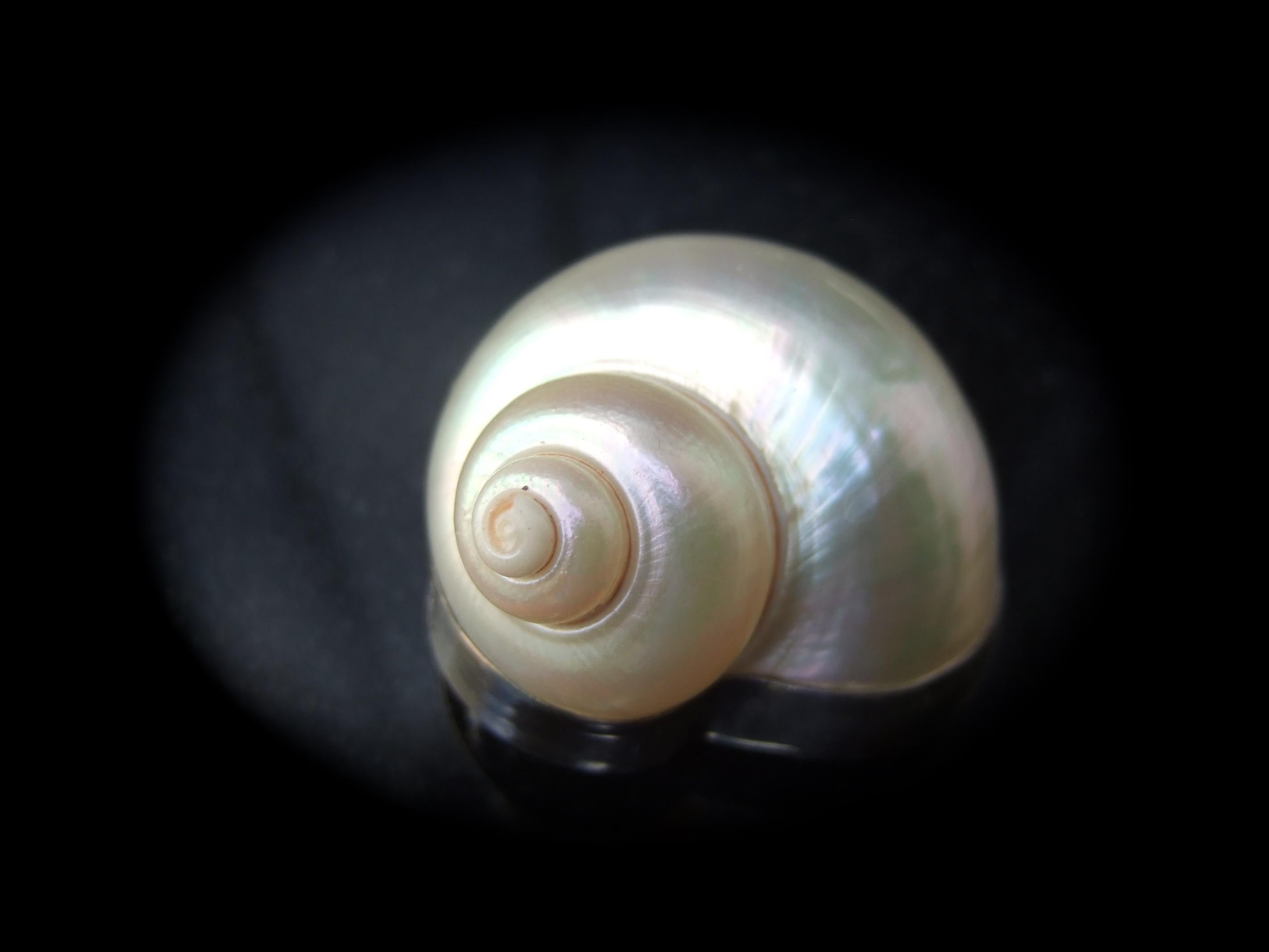 Chamber Nautilis Sea Shell  Brooch & Clip on Earrings in Sterling Bezels c 1986 For Sale 2