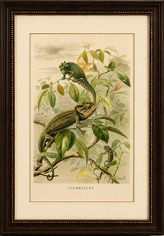 Chameleons in Tropical Foliage – Antique Reptile Natural History Print, 1895