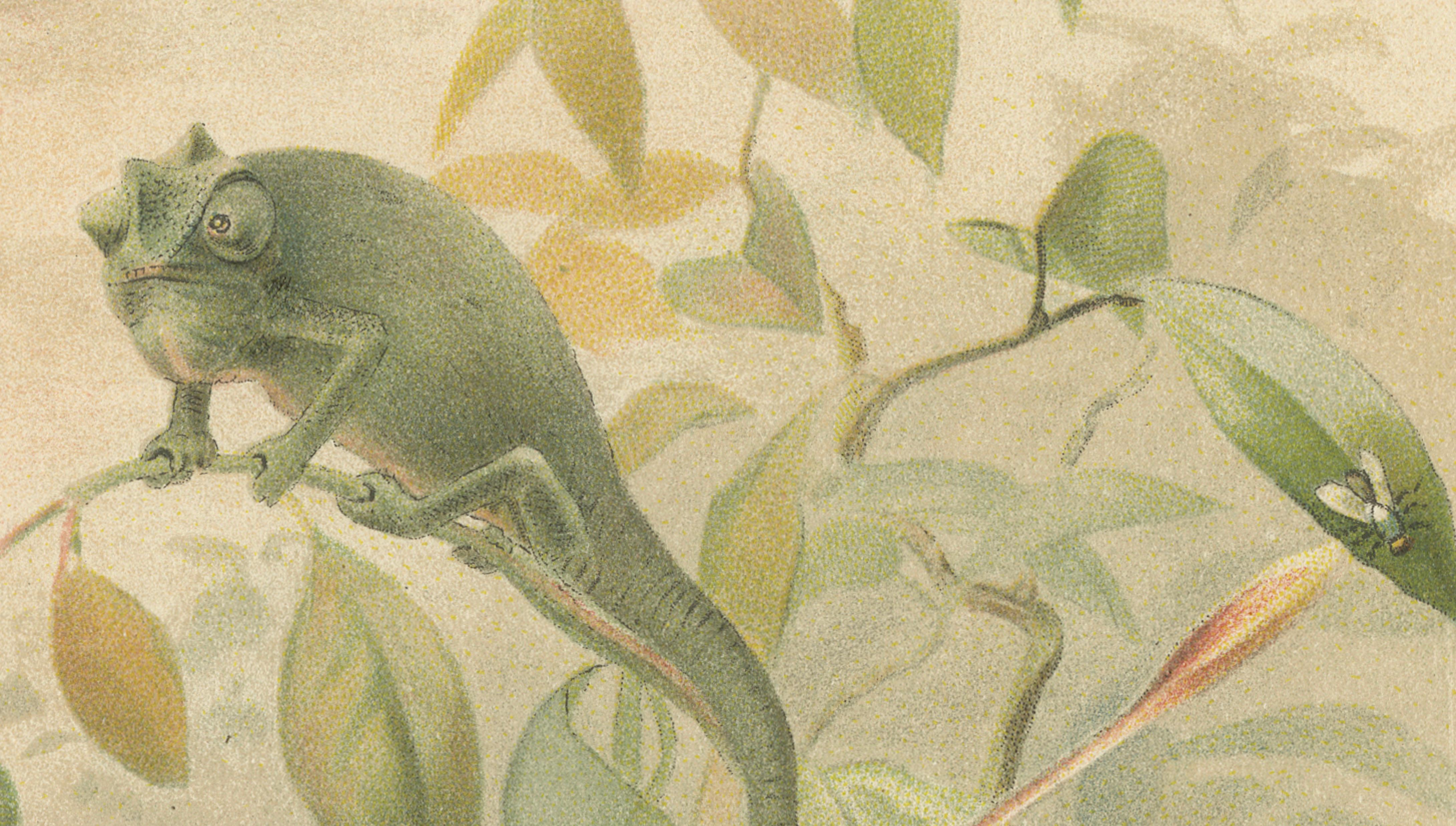 Chameleons in Tropical Foliage – Antique Reptile Natural History Print, 1895