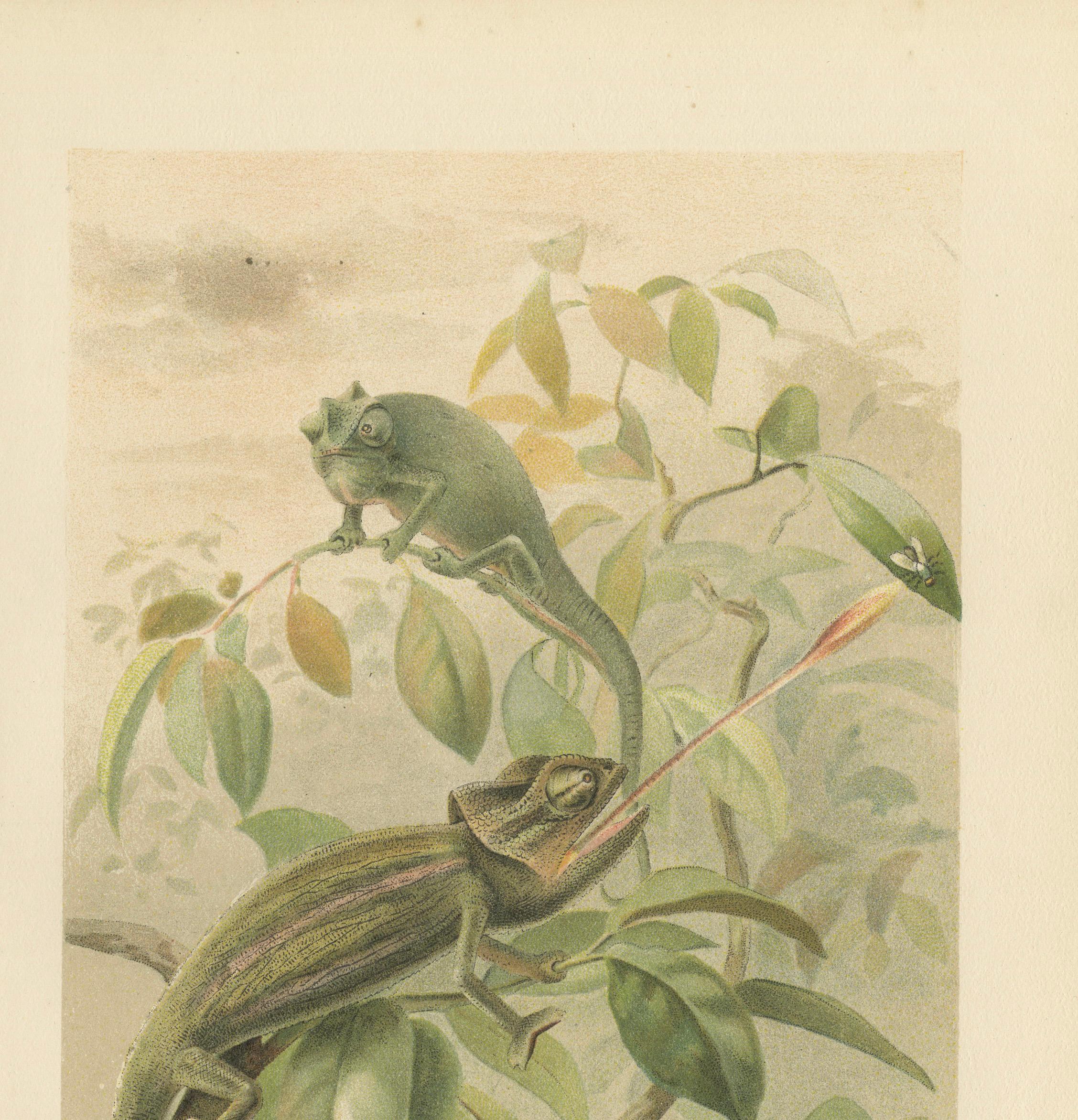 Chameleons in Tropical Foliage – Antique Reptile Natural History Print, 1895