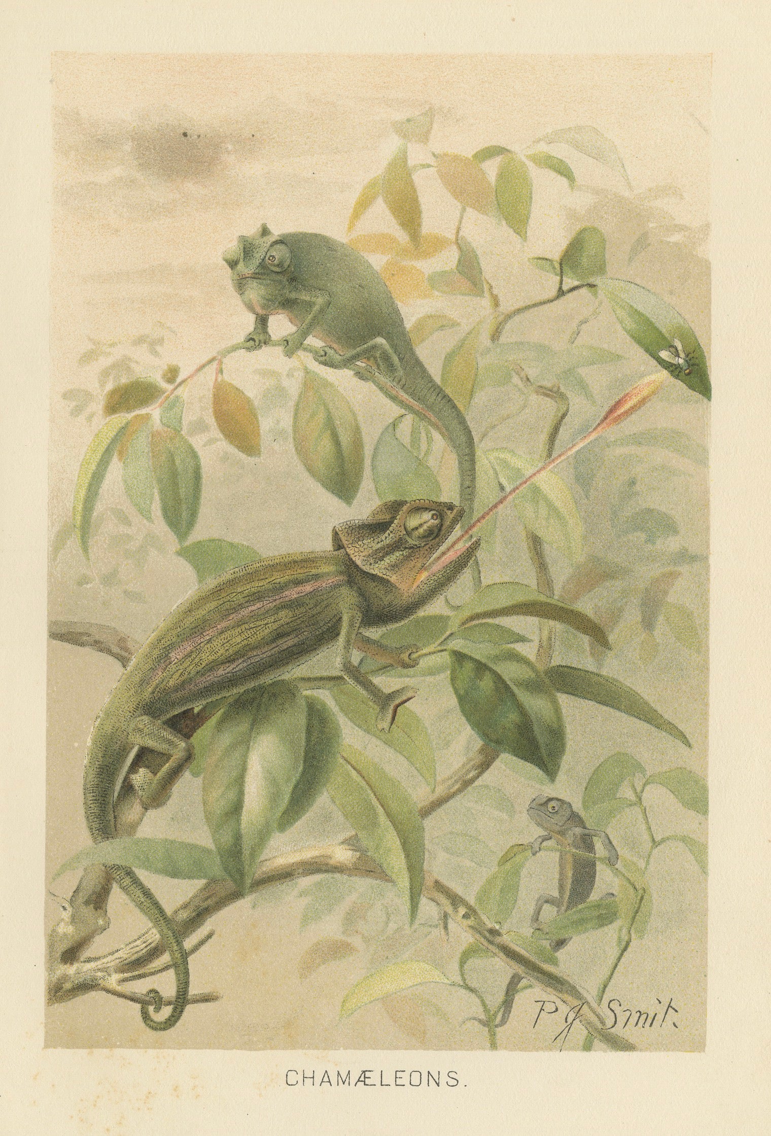 Chameleons in Tropical Foliage – Antique Reptile Natural History Print, 1895