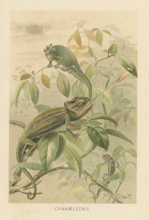 Chameleons in Tropical Foliage – Antique Reptile Natural History Print, 1895