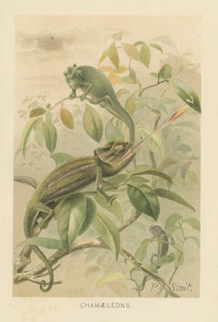 Chameleons in Tropical Foliage – Antique Reptile Natural History Print, 1895