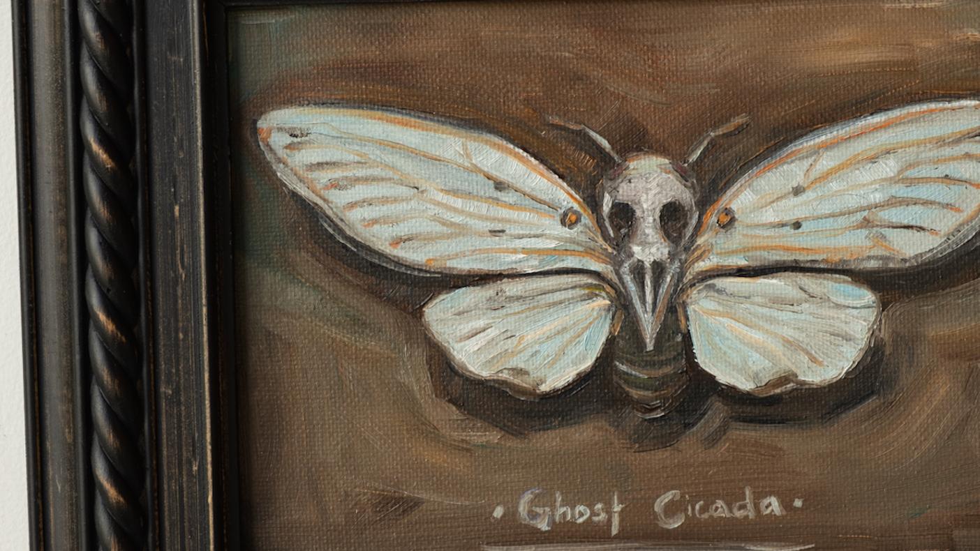 white ghost cicada