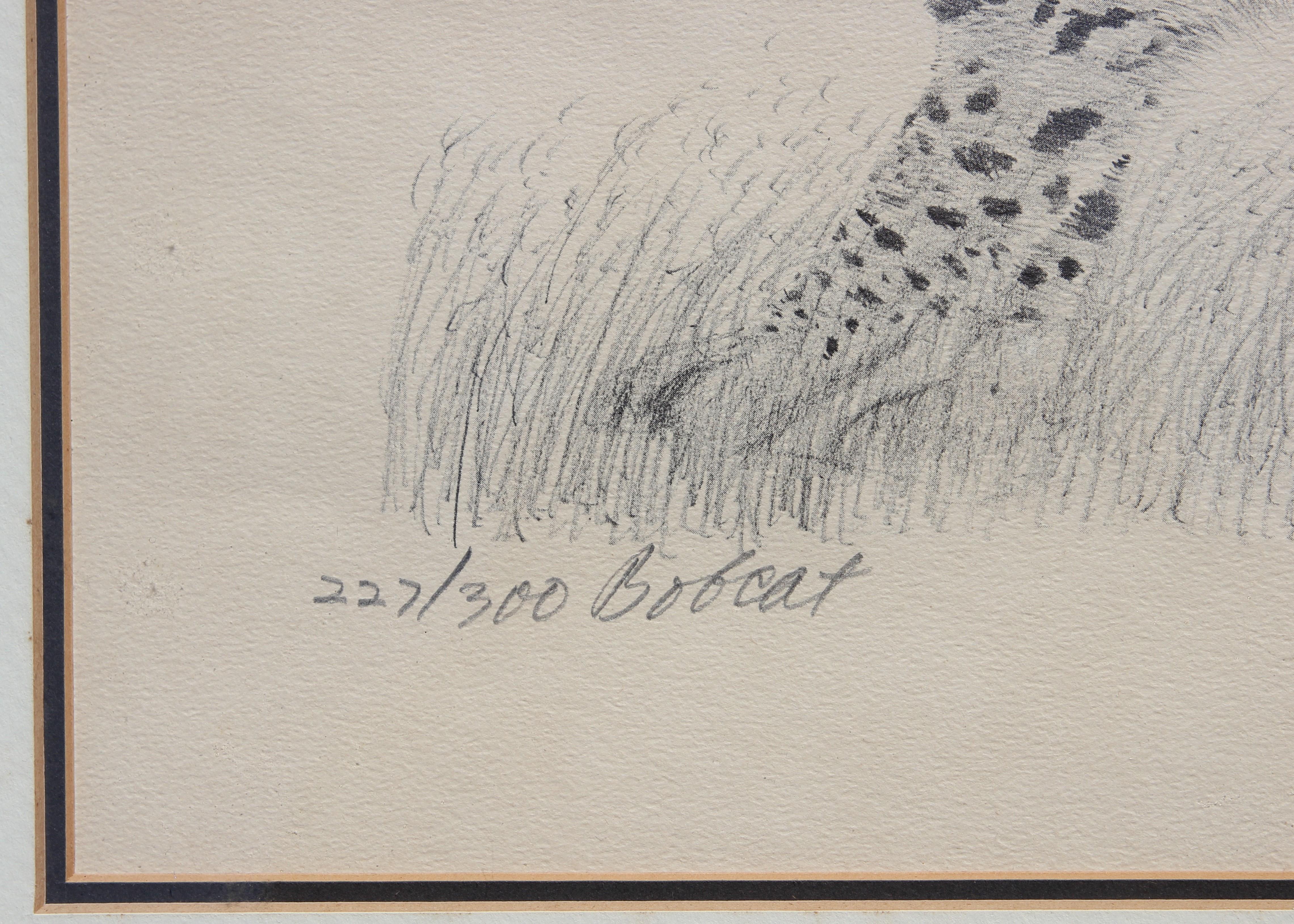 Moderner texanischer Bobcat-Druck mit schwarzem und weißem Tier-Wildlife-Muster (Grau), Portrait Print, von Charles Beckendorf