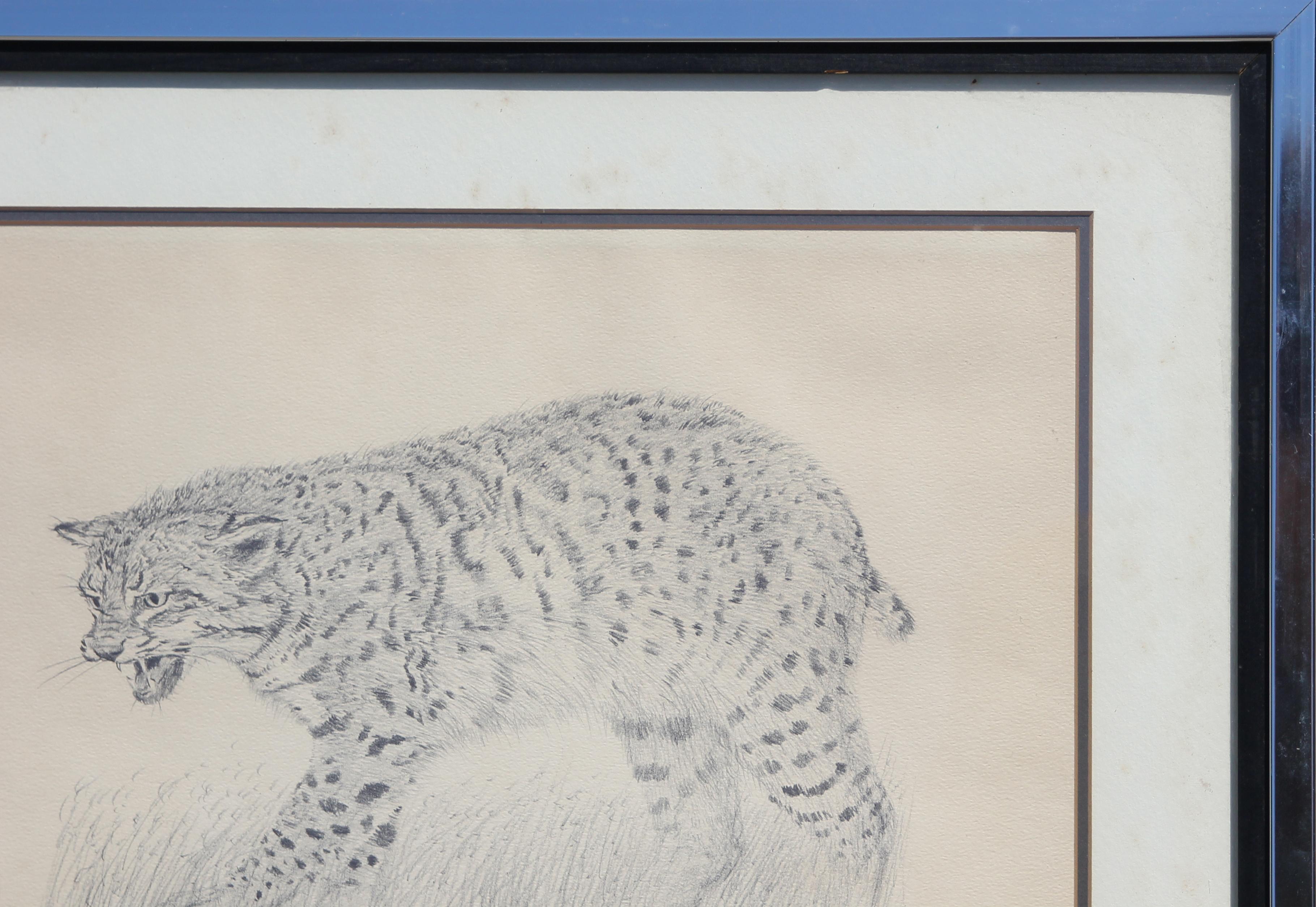 Naturalistic Modern Texas Bobcat Black and White Animal Wildlife Print For Sale 1