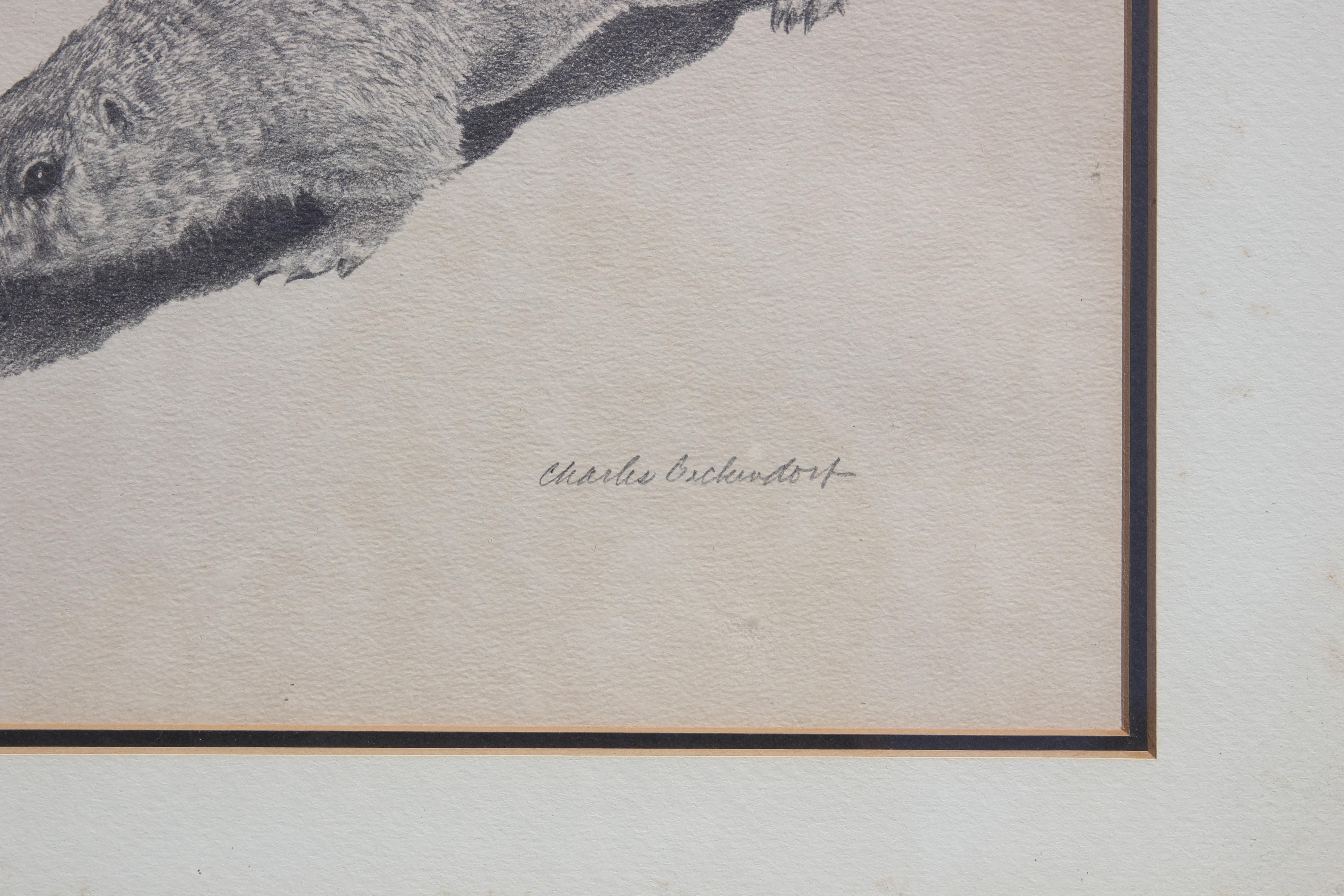  Ein signierter und nummerierter Druck von zwei Präriehunden des texanischen Künstlers Charles Beckendorf. Charles hat für diese Serie das Original mit Bleistift gezeichnet. Der Druck wird in einem verchromten Rahmen mit weißem Passepartout