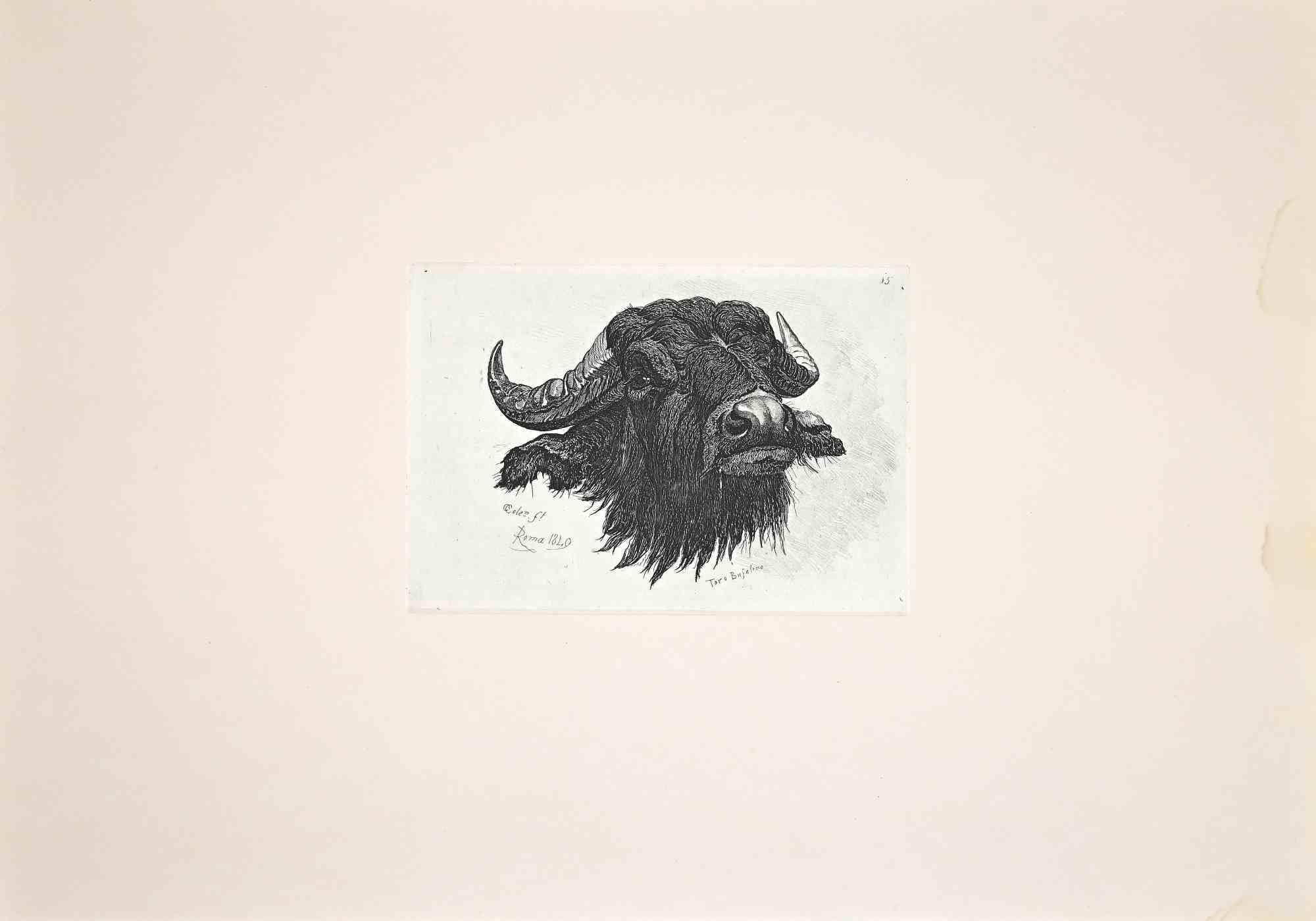 The Buffalo – Radierung nach Charles Coleman – 1992